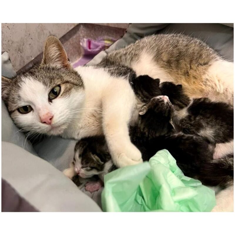 Pregnant cat goes to the hospital alone to give birth