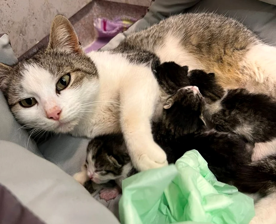 Pregnant cat goes to the hospital alone to give birth