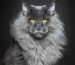 Maine Coon Giant